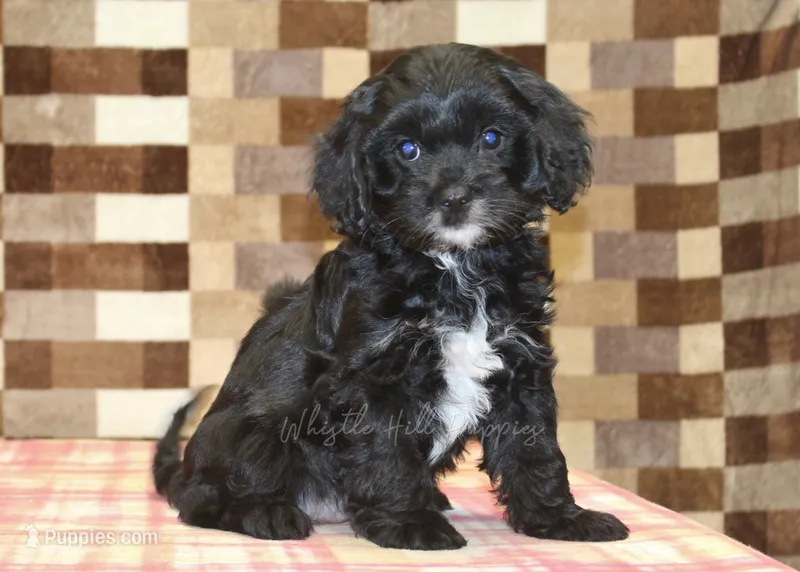Violet – Cavapoo puppy for sale in Denver, PA