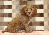 Sparkle, a female Cavapoo for sale in Denver, PA – 4 of 4