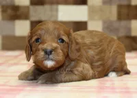 Sparkle, a female Cavapoo for sale in Denver, PA – Photo 2 of 3