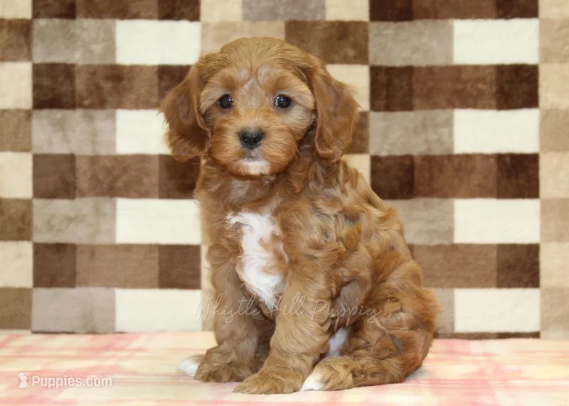 Sparkle – Cavapoo puppy for sale in Denver, PA