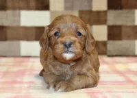 Sparkle, a female Cavapoo for sale in Denver, PA – Photo 3 of 3