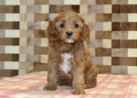 Sparkle, a female Cavapoo for sale in Denver, PA – 3 of 4