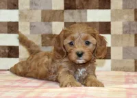 Sparkle, a female Cavapoo for sale in Denver, PA – 2 of 4