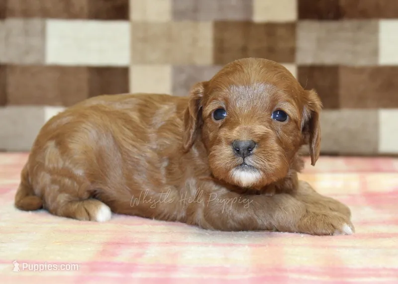 Sparkle – Cavapoo puppy for sale in Denver, PA