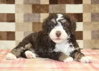 Brandy, a female Miniature Bernedoodle for sale in Denver, PA – 3 of 4