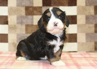 Fritz, a male Cavapoo and Miniature Bernedoodle for sale in Denver, PA – 3 of 4