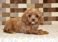 Ivan, a male Cavapoo for sale in Denver, PA – 2 of 4