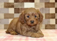 George, a male Cavapoo for sale in Denver, PA – 2 of 4