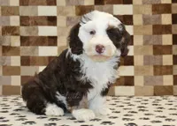 Bailey, a female Miniature Bernedoodle for sale in Denver, PA – 4 of 8