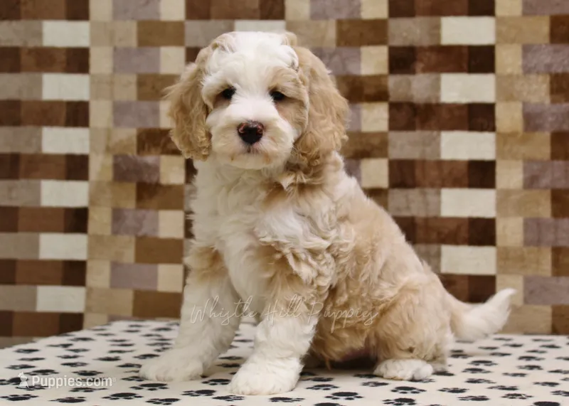 Buddy – Miniature Bernedoodle puppy for sale in Denver, PA