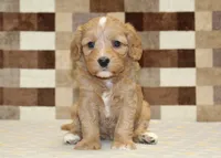 Joy, a female Cavapoo and Miniature Bernedoodle for sale in Denver, PA – 3 of 4