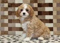 Fern, a female Cavapoo and Miniature Bernedoodle for sale in Denver, PA – 4 of 8