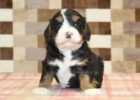 Fritz, a male Cavapoo and Miniature Bernedoodle for sale in Denver, PA – 4 of 4