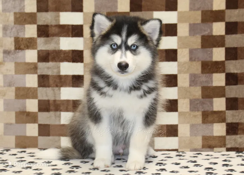 Waldo – Pomsky puppy for sale in Denver, PA