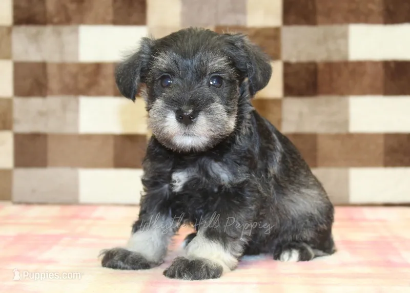 Tucker – Miniature Schnauzer puppy for sale in Denver, PA