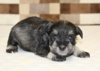 Tucker, a male Miniature Schnauzer for sale in Denver, PA – Photo 3 of 3