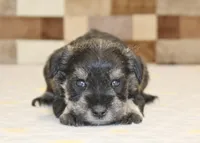 Tucker, a male Miniature Schnauzer for sale in Denver, PA – Photo 2 of 3