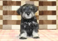 Tucker, a male Miniature Schnauzer for sale in Denver, PA – 3 of 4