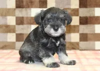 Tucker, a male Miniature Schnauzer for sale in Denver, PA – 4 of 4