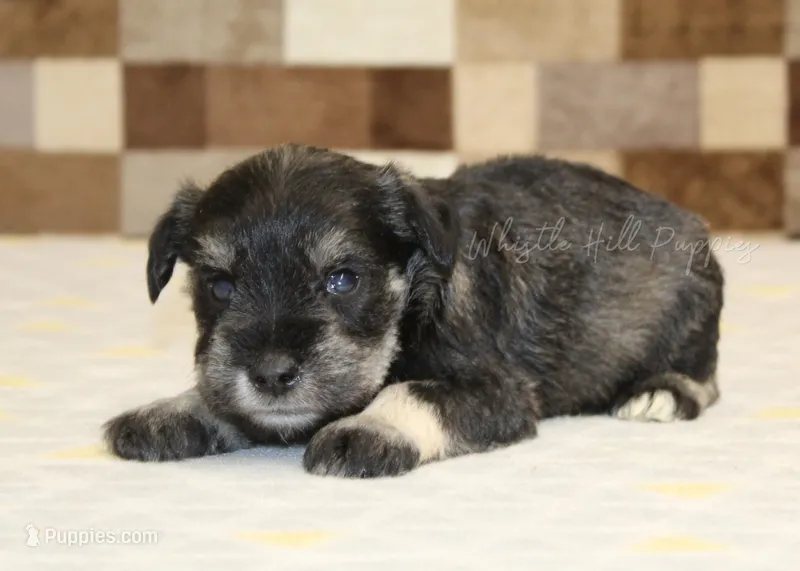 Tucker – Miniature Schnauzer puppy for sale in Denver, PA