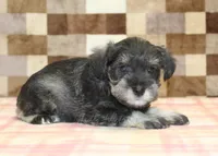 Tucker, a male Miniature Schnauzer for sale in Denver, PA – 2 of 4