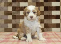 Harley, a male Miniature Bernedoodle for sale in Denver, PA – 3 of 4