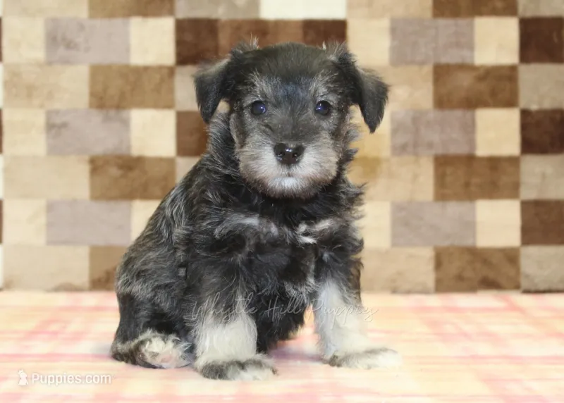Trixie – Miniature Schnauzer puppy for sale in Denver, PA