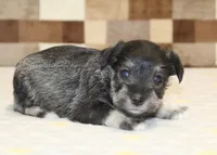 Trixie, a female Miniature Schnauzer for sale in Denver, PA – Photo 3 of 3