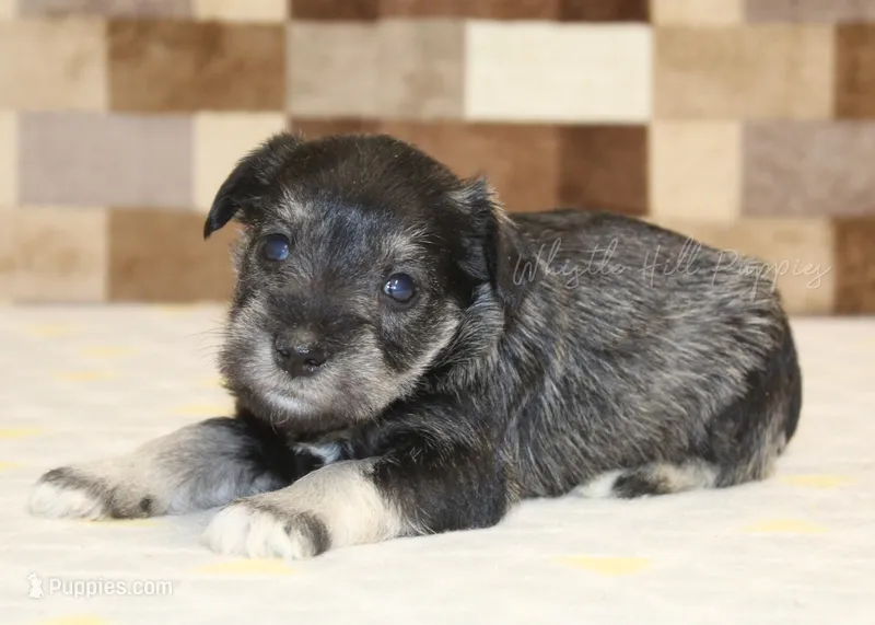 Trixie – Miniature Schnauzer puppy for sale in Denver, PA