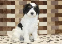 Louie, a male Miniature Bernedoodle for sale in Denver, PA – Photo 1 of 4