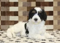 Louie, a male Miniature Bernedoodle for sale in Denver, PA – Photo 2 of 4