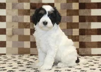 Louie, a male Miniature Bernedoodle for sale in Denver, PA – Photo 4 of 4