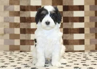Louie, a male Miniature Bernedoodle for sale in Denver, PA – Photo 3 of 4