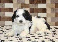 Kirby, a male Miniature Bernedoodle for sale in Denver, PA – 2 of 4