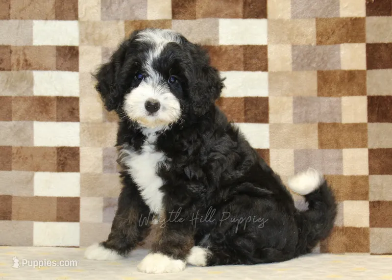 Cupcake – Miniature Bernedoodle puppy for sale in Denver, PA