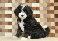 Cupcake, a female Miniature Bernedoodle for sale in Denver, PA – 1 of 8