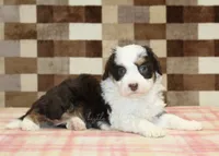 Hershey, a male Miniature Bernedoodle for sale in Denver, PA – 2 of 4