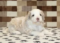 Buddy, a male Miniature Bernedoodle for sale in Denver, PA – 2 of 3