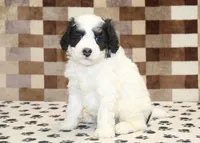 Kodiak, a male Miniature Bernedoodle for sale in Denver, PA – 4 of 4