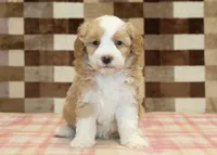 Honey, a female Miniature Bernedoodle for sale in Denver, PA – 3 of 4