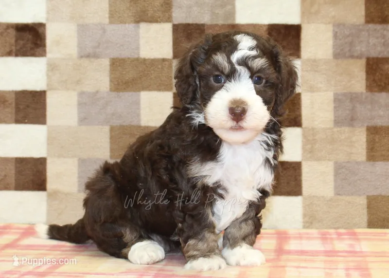 Brandy – Miniature Bernedoodle puppy for sale in Denver, PA