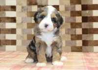 Charlie, a male Miniature Bernedoodle for sale in Denver, PA – 3 of 7