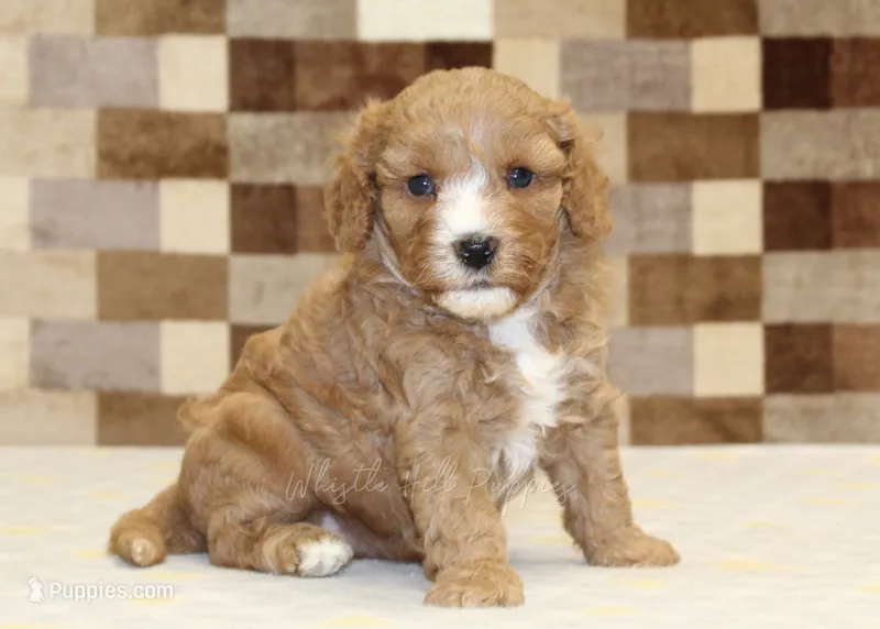 JJ – Cavapoo, Miniature Bernedoodle puppy for sale in Denver, PA