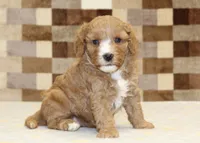 JJ, a male Cavapoo and Miniature Bernedoodle for sale in Denver, PA – 1 of 4