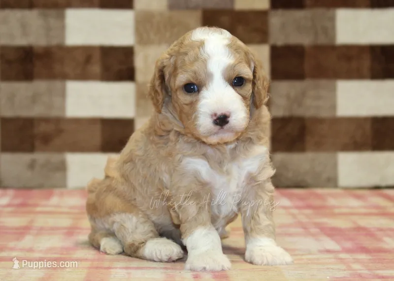 Fern – Cavapoo, Miniature Bernedoodle puppy for sale in Denver, PA
