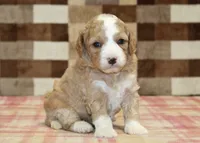 Fern, a female Cavapoo and Miniature Bernedoodle for sale in Denver, PA – 1 of 4