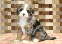 Charlie, a male Miniature Bernedoodle for sale in Denver, PA – 1 of 7