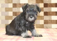 Eddy, a male Miniature Schnauzer for sale in Denver, PA – 4 of 4