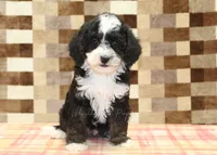Jacob, a male Cavapoo and Miniature Bernedoodle for sale in Denver, PA – 3 of 4