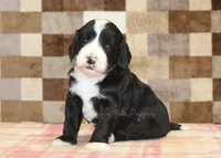 Fairy, a female Cavapoo and Miniature Bernedoodle for sale in Denver, PA – 4 of 4